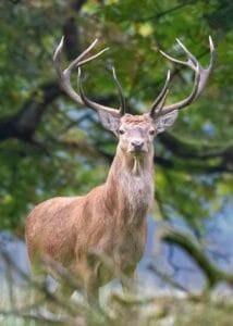 deer, antlers, red deer